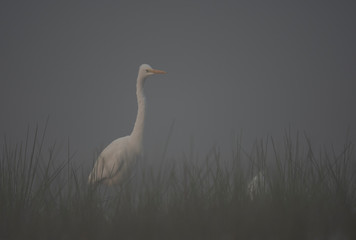 Great Egret in misty Morning