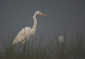 Great Egret in misty Morning