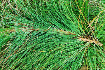 Green pine leaves on the ground