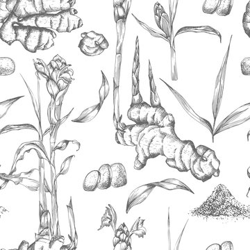 Seamless pattern hand drawn of Ginger roots, lives and flowers in black color isolated on white background. Retro vintage graphic design. botanical sketch drawing, engraving style