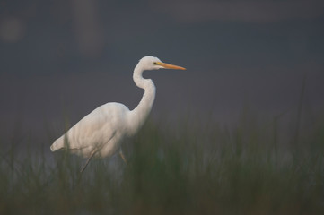 Great Egret in misty Morning