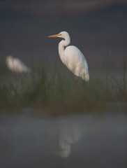 Great Egret in misty Morning