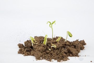 A little tomato seedling over white background