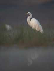 Great Egret in misty Morning