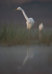 Great Egret in misty Morning