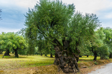 Greece, Zakynthos, Impressive huge ancient olive trees along the road