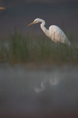 Great Egret in misty Morning