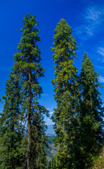 Trees standing tall.