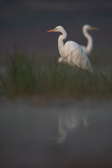 Great Egret in misty Morning