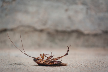 Dead cockroach on abstract blur background with copy space
