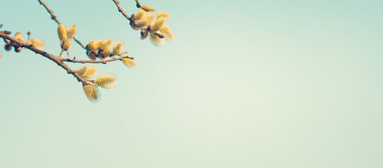 Spring nature background with pussy willow branches