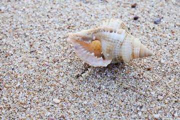 conch