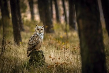 Portrait of brown, white and black colored Eurasian eagle-owl, Bubo bubo sibiricus, with orange...