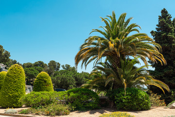 Obraz na płótnie Canvas Green palm tree on blue sky background Copy space