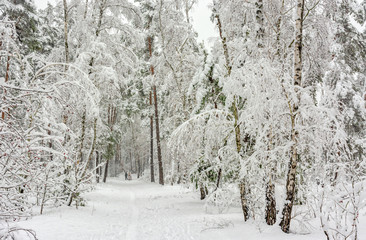 Forest. Winter. Snow covered trees. Drifts. Coldly. Beauty.