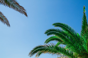 Fototapeta na wymiar Green palm tree on blue sky background Copy space