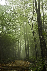Fototapeta na wymiar path and steps in a misty mystical forest