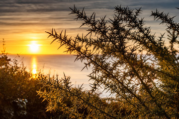 Sunset over the sea with a thorny bush in the foreground somewhere on the north coast of Brittany