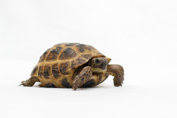 Turtle on a white backgroun