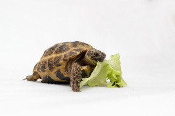 Turtle on a white backgroun