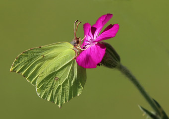 Papillon citron