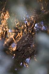  A long-eared owl (Asio otus) perched in the daytime in a garden in Berlin Germany.