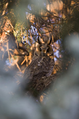  A long-eared owl (Asio otus) perched in the daytime in a garden in Berlin Germany.