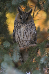  A long-eared owl (Asio otus) perched in the daytime in a garden in Berlin Germany.