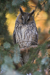  A long-eared owl (Asio otus) perched in the daytime in a garden in Berlin Germany.