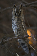  A long-eared owl (Asio otus) perched in the daytime in a garden in Berlin Germany.