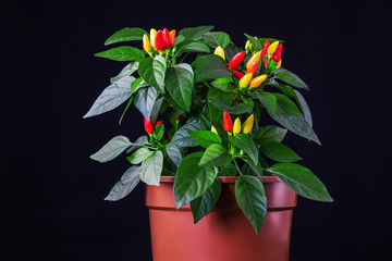 Hot chilli peppers red, orange, yellow on plant in pot isolated on black background