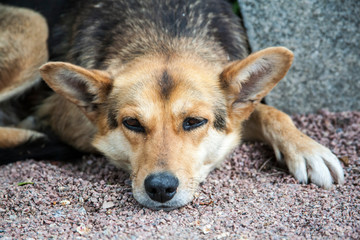 dog