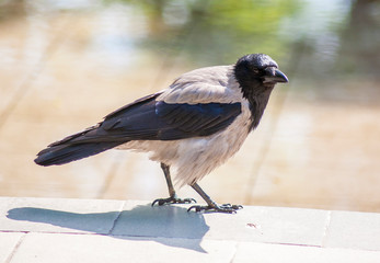 crow