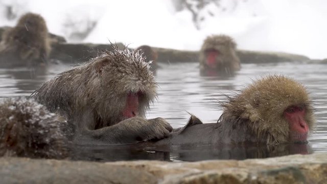 温泉で仲間と毛づくろいを行うニホンザル(snow monkey)