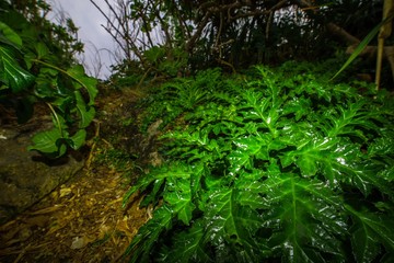 Obraz premium 緑の世界