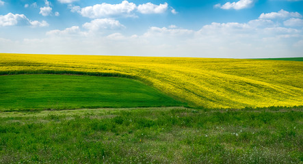 Obraz premium Spring colors with rape field and cloudy sky