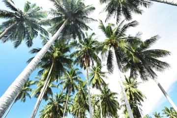 Fototapeta premium palm tree and blue sky