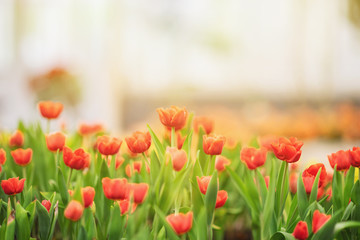 Red tulips with beautiful bouquet background, Tulip