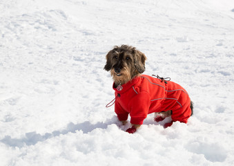 Cane bassotto sulla neve