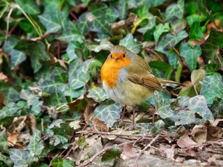 Robin 