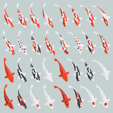 Japanese Koi Carp Set. Vector.