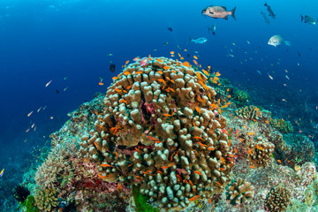 A beautful, colorful and healthy tropical coral reef (Richelieu Rock, Thailand)