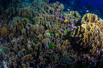 Delicate hard corals on a tropical coral reef at dusk