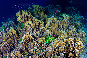 Delicate hard corals on a tropical coral reef at dusk
