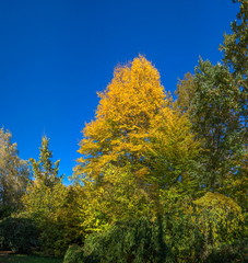 Fototapeta na wymiar Trees in Sofiyivka Park in Uman, Ukraine