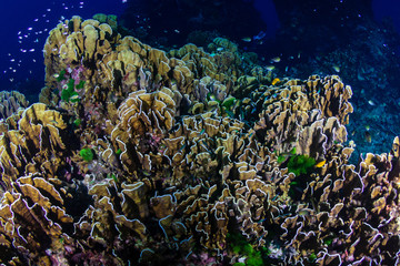 Naklejka na ściany i meble Delicate hard corals on a tropical coral reef at dusk