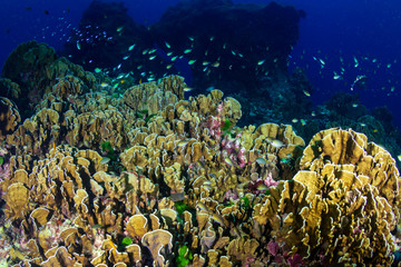 Naklejka na ściany i meble Delicate hard corals on a tropical coral reef at dusk