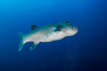 Large Pufferfish in clear, blue water - obrazy, fototapety, plakaty