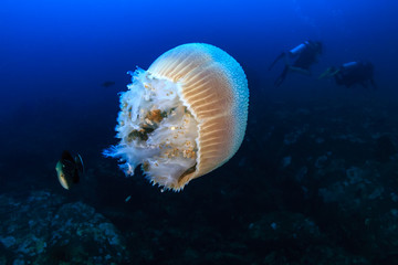 Large Jellyfish (Rhizostoma) floating in a blue, tropical ocean at sunset