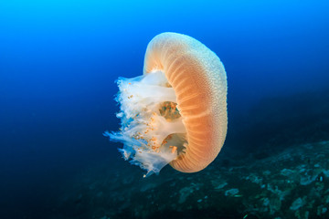 Large Jellyfish (Rhizostoma) floating in a blue, tropical ocean at sunset